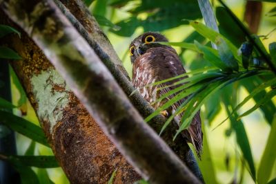 Falkenkauz / Brown Hawk-owl - Brown Boobook