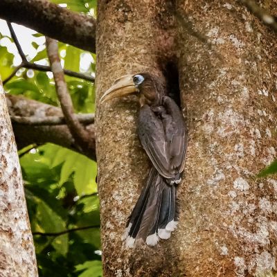 Rostbauch-Hornvogel / Tickell's Brown Hornbill