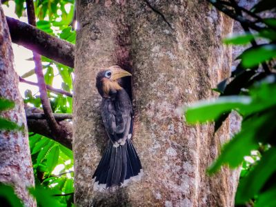 Rostbauch-Hornvogel / Tickell's Brown Hornbill