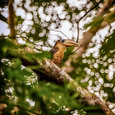 Rostbauch-Hornvogel / Tickell's Brown Hornbill