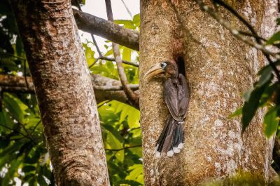 Rostbauch-Hornvogel / NEAR THREATENED