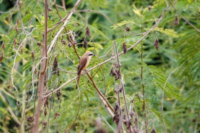 Braunwürger / Brown Shrike