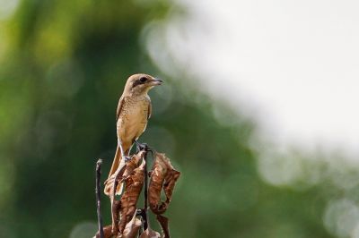 Braunwürger / Brown Shrike