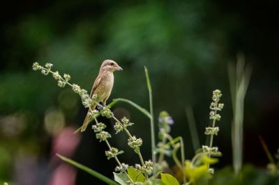 Braunwürger / Brown Shrike