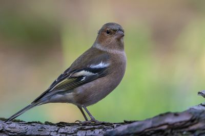 Ein männlicher Buchfink / Common Chaffinch