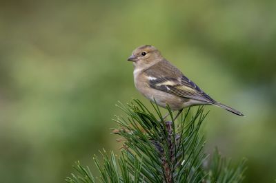 Buchfink (F) / Common Chaffinch