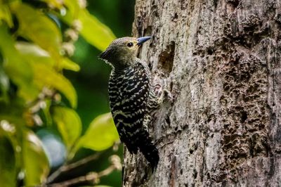 Braunbürzelspecht (W) / Buff-rumped Woodpecker