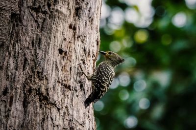 Braunbürzelspecht (M) / Buff-rumped Woodpecker