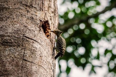 Braunbürzelspecht (M) / Buff-rumped Woodpecker