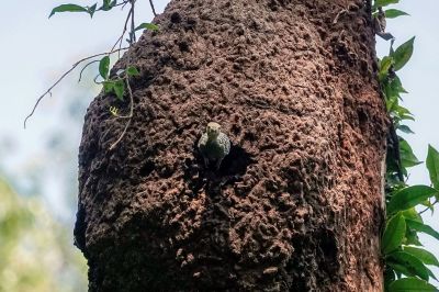 Braunbürzelspecht (W) / Buff-rumped Woodpecker