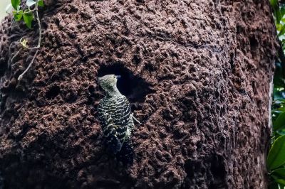 Braunbürzelspecht (W) / Buff-rumped Woodpecker