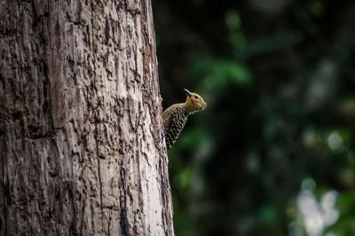 Braunbürzelspecht (M) / Buff-rumped Woodpecker