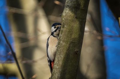 Buntspecht (F) / Great Spotted Woodpecker