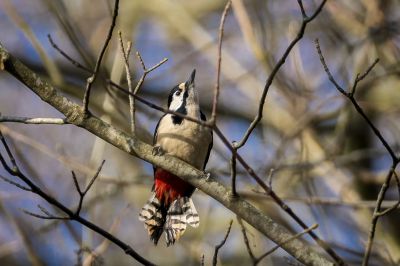 Buntspecht (M) / Great Spotted Woodpecker