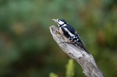 Buntspecht (W) / Great Spotted Woodpecker