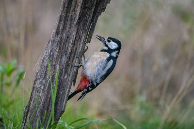 Buntspecht (F) / Great Spotted Woodpecker