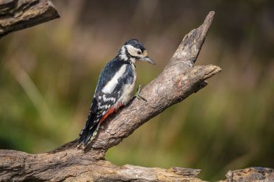 Buntspecht (Immature) / Great Spotted Woodpecker