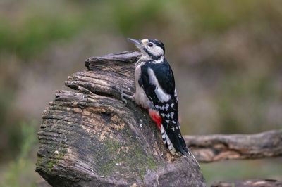Buntspecht (Immature) / Great Spotted Woodpecker