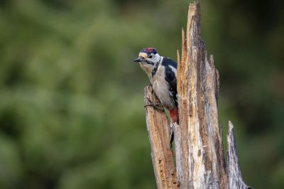 Buntspecht (Juv) / Great Spotted Woodpecker