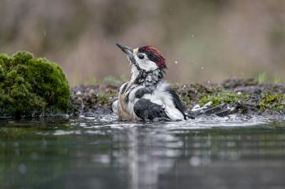 Buntspecht (Juv) / Great Spotted Woodpecker