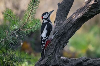 Ein adulter, männlicher Buntspecht / Great Spotted Woodpecker