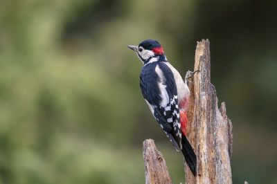 Buntspecht (M) / Great Spotted Woodpecker