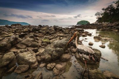 Buntstorch - Kata Beach, Phuket, Thailand