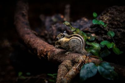 Himalaya-Streifenhörnchen / Himalayan striped Squirrel - Burmese striped Squirrel