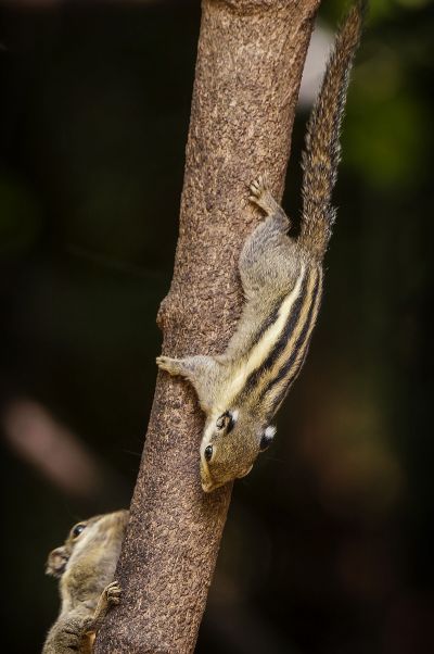 Himalaya-Streifenhörnchen / Himalayan striped Squirrel - Burmese striped Squirrel