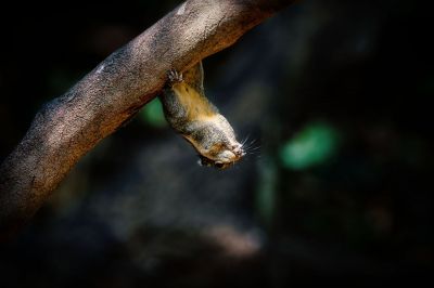Himalaya-Streifenhörnchen / Himalayan striped Squirrel - Burmese striped Squirrel