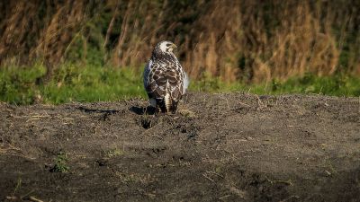 Mäusebussard (heller Morph) / Common Buzzard