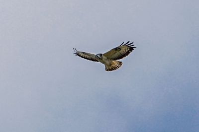 Mäusebussard / Common Buzzard