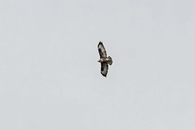 Mäusebussard / Common Buzzard