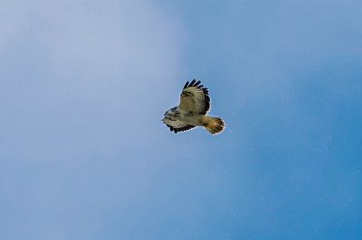 Mäusebussard / Common Buzzard