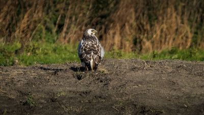 Mäusebussard / Common Buzzard