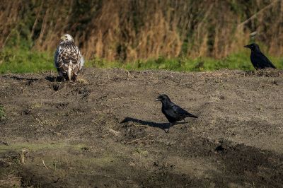 Mäusebussard / Common Buzzard