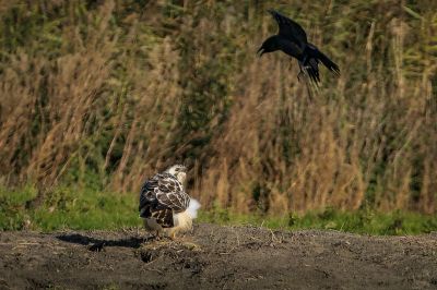 Mäusebussard / Common Buzzard