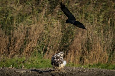 Mäusebussard / Common Buzzard