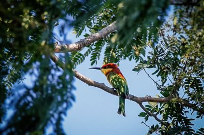 Braunkopfspint / Chestnut-headed Bee-eater