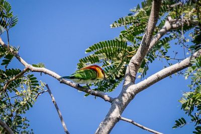 Braunkopfspint / Chestnut-headed Bee-eater