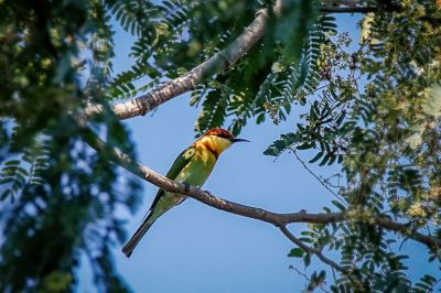 Braunkopfspint / Chestnut-headed Bee-eater