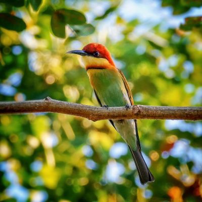 Braunkopfspint / Chestnut-headed Bee-eater