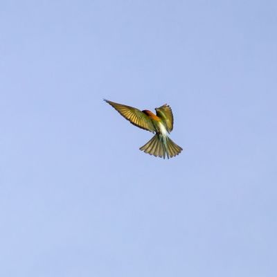 Braunkopfspint / Chestnut-headed Bee-eater