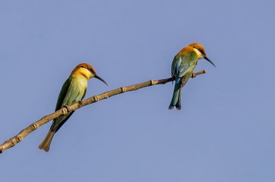 Braunkopfspint / Chestnut-headed Bee-eater