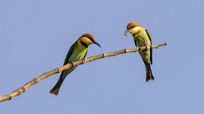 Braunkopfspint / Chestnut-headed Bee-eater