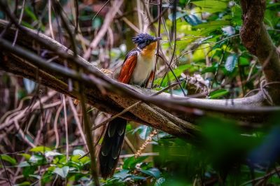 Koromandelkuckuck / Chestnut-winged Cuckoo