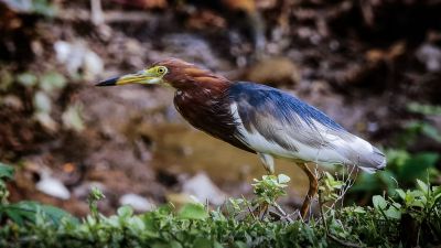 Bacchusreiher (M) / Chinese Pond-heron