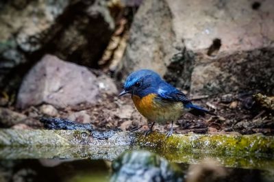 Blaukehlschnäpper (M) / Blue-throated blue flycatcher - Chinese blue flycatcher