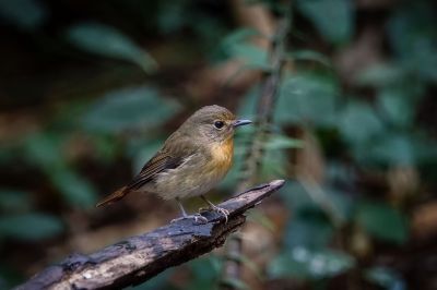 Blaukehlschnäpper (W) / Blue-throated blue flycatcher - Chinese blue flycatcher