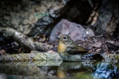 Blaukehlschnäpper (W) / Blue-throated blue flycatcher - Chinese blue flycatcher